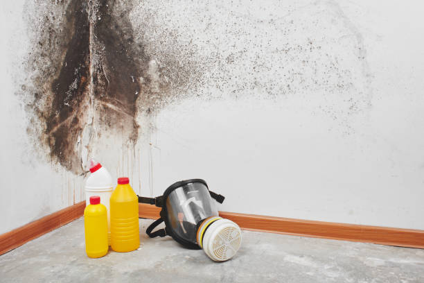 Best Professional Mold Removal  in Maiden, NC
