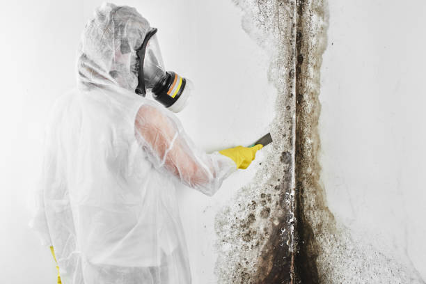 Best Mold Damage Repair  in Maiden, NC
