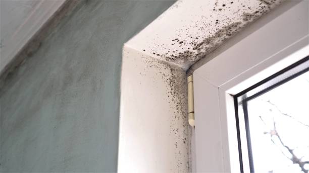 Best Residential Mold Removal  in Maiden, NC