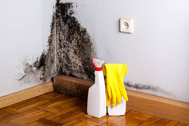Best Toxic Mold Removal  in Maiden, NC