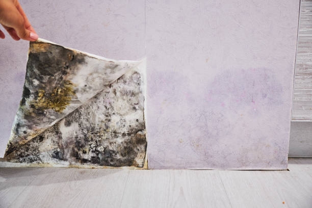 Best Fast Mold Removal  in Maiden, NC